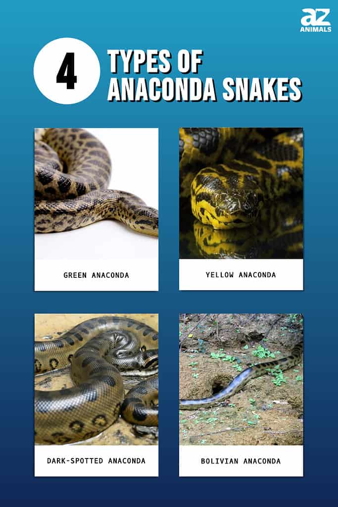 Discover the 4 Types of Anaconda Snakes - AZ Animals