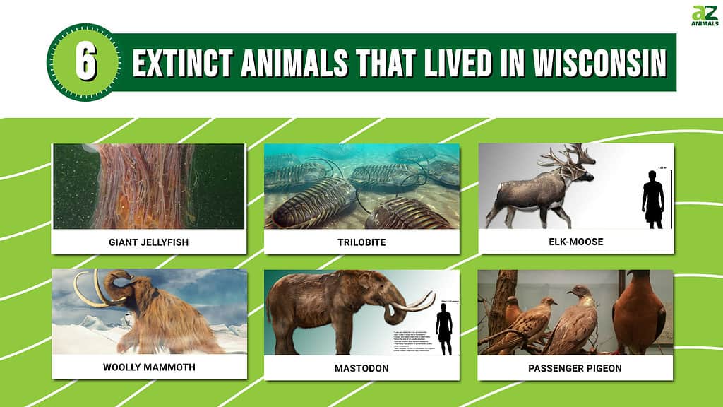 Infographic showing six extinct animals that once lived in Wisconsin.