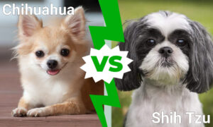 Cutest Dogs in the World: Chihuahua vs. Shih Tzu Picture