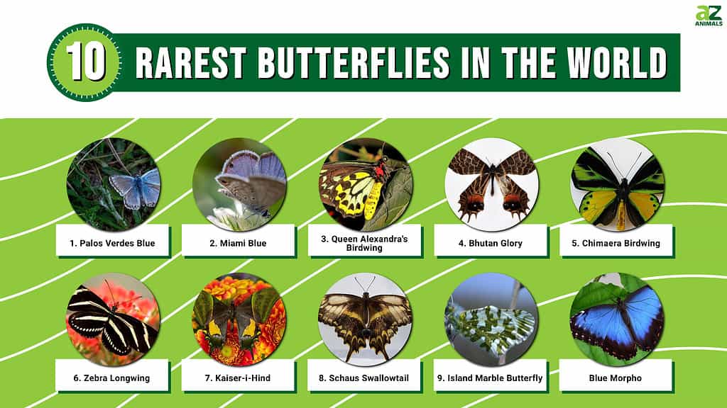 10 Most Beautiful Butterflies From Around The World