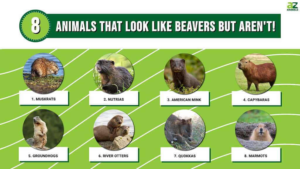 Beavers vs Groundhogs – Uncovering the Distinctive Differences - SI-n.com