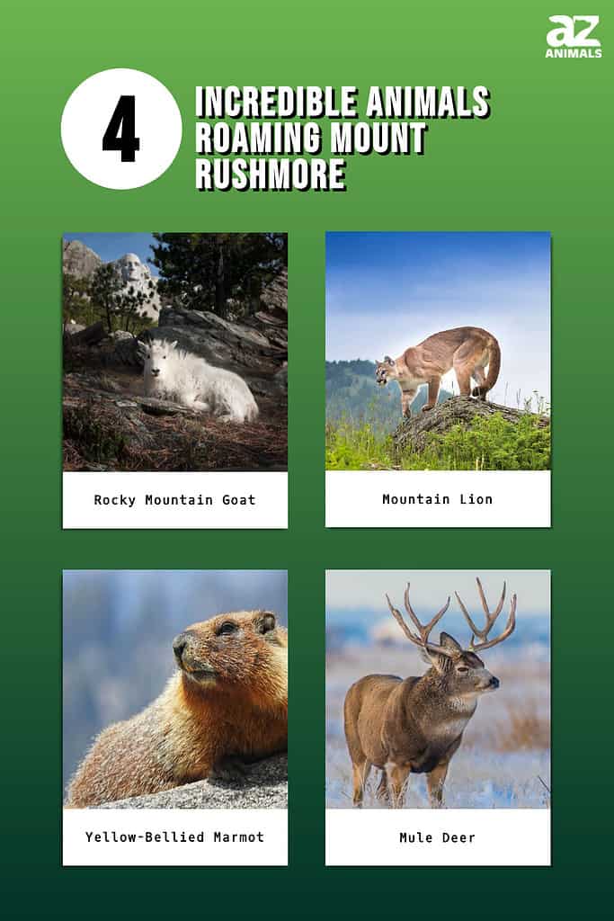 Infographic showing four animals that roam around Mount Rushmore.