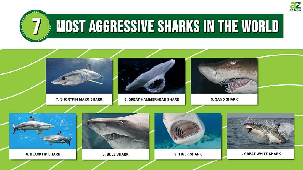 Infographic showing the 7 deadliest sharks on Earth.