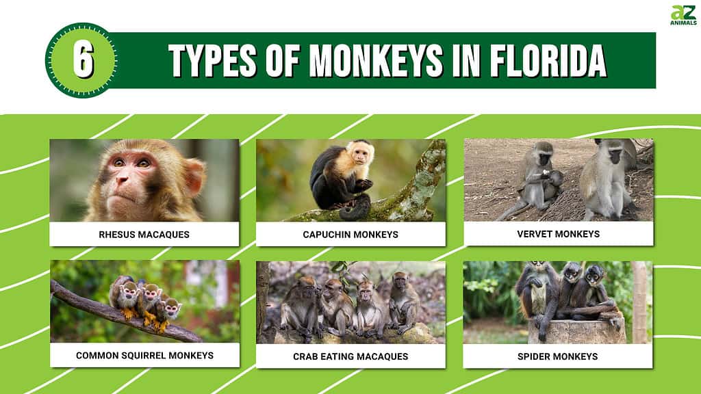 Monkeys in Florida include macaques, squirrel and vervet species