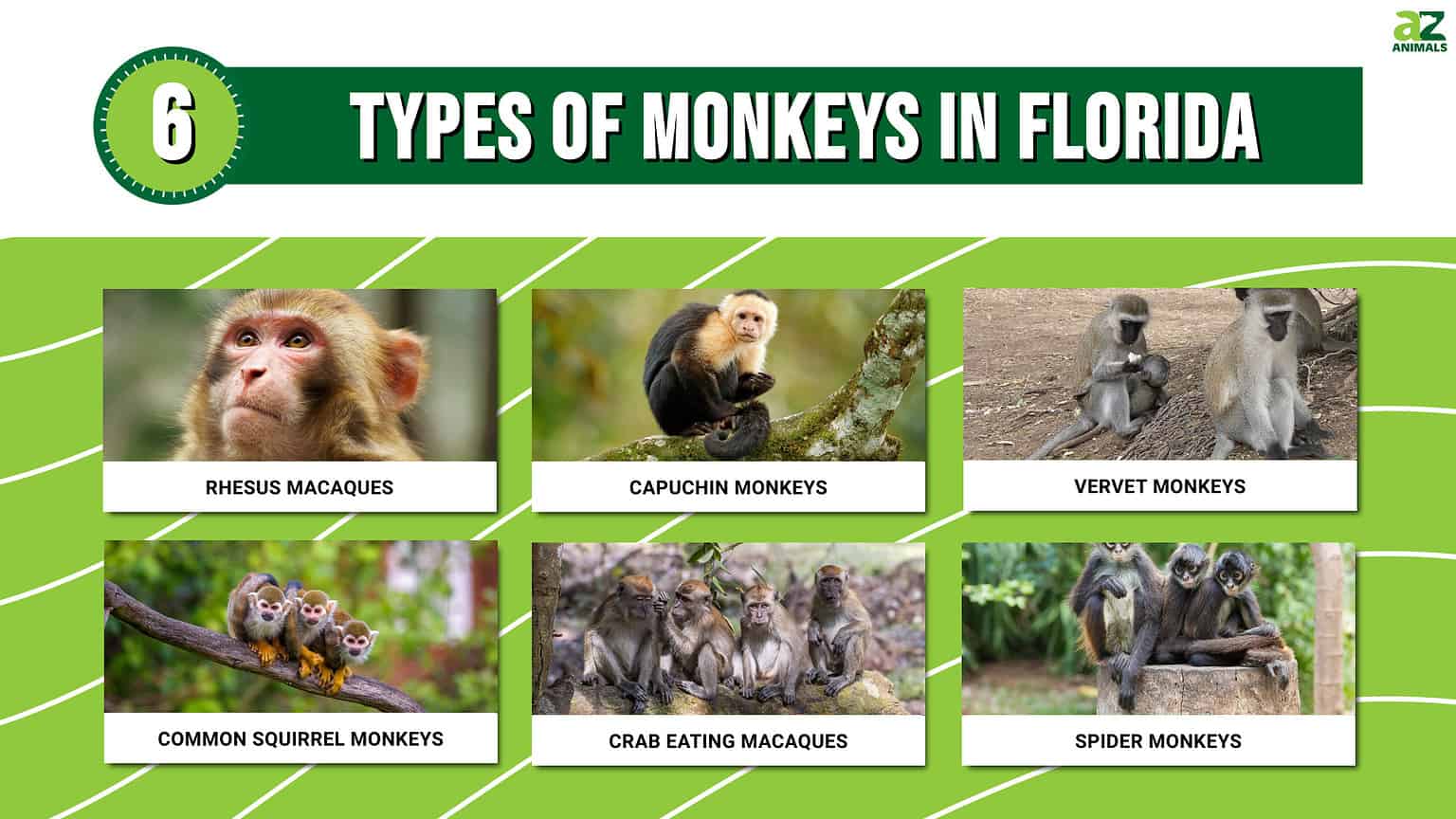 6 Types of Monkeys You Might See in Florida in 2024 AZ Animals