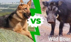 German Shepherd vs. Wild Boar: Which Animal Would Win a Fight? Picture