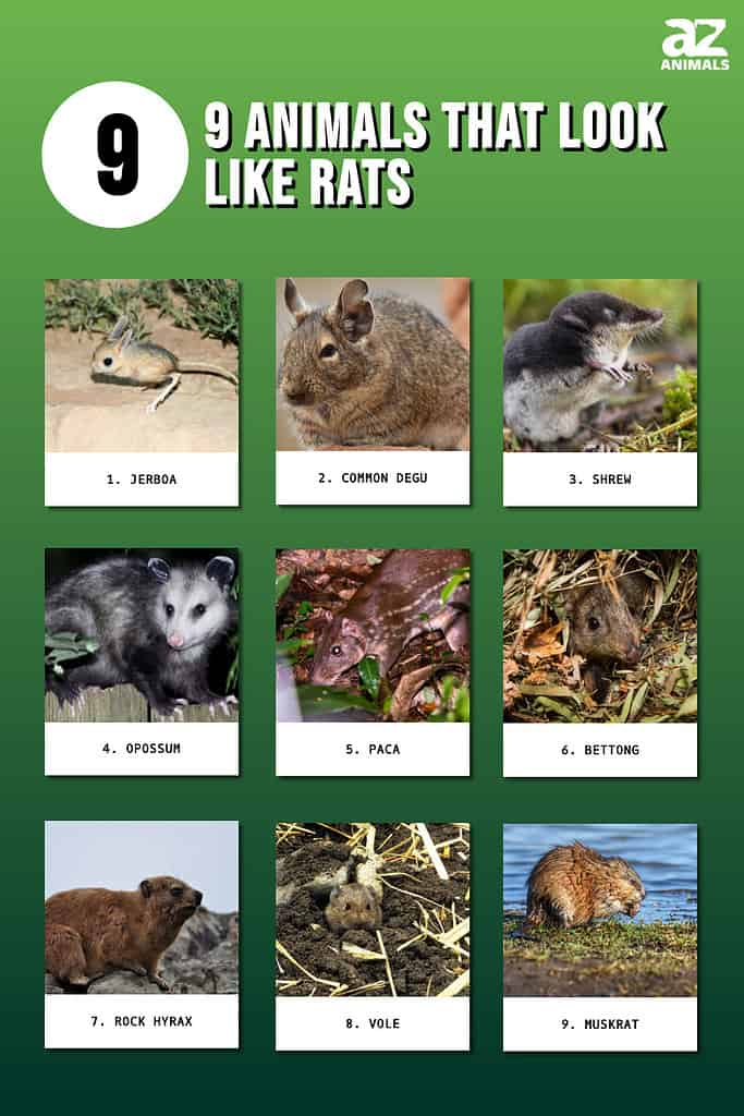Animal That Looks Like A Rat But Bigger Discover The Surprising 