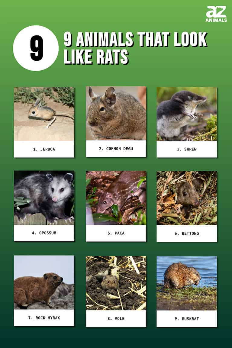 9 Animals That Look Like Rats (and What They Actually Are) - A-Z Animals