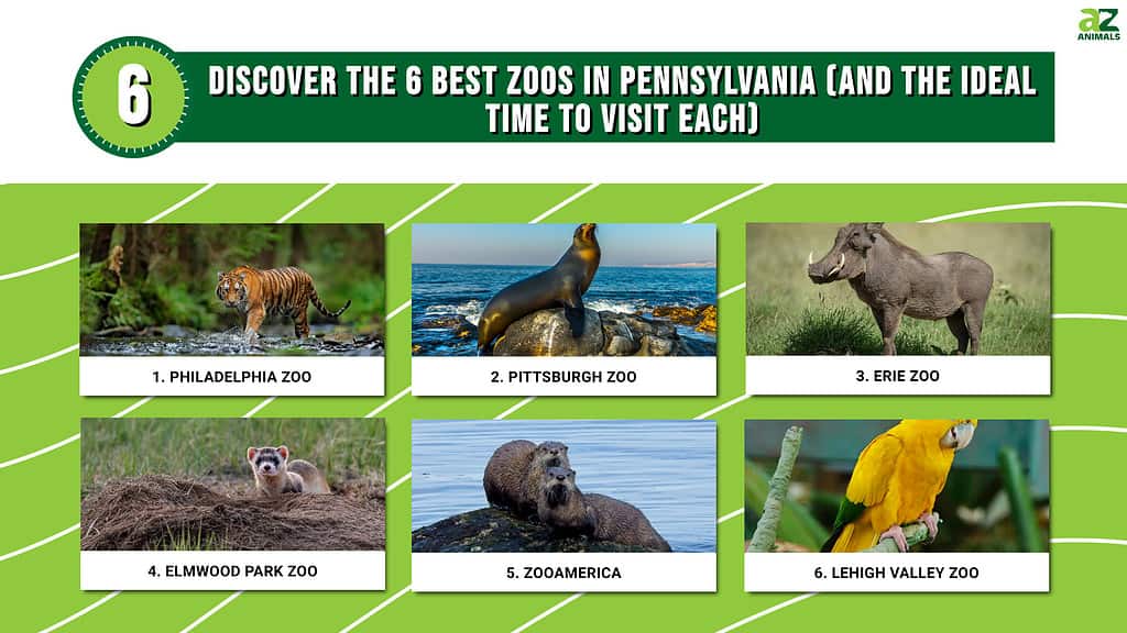 Discover the 6 Best Zoos in Pennsylvania (And the Ideal Time to Visit Each) infographic