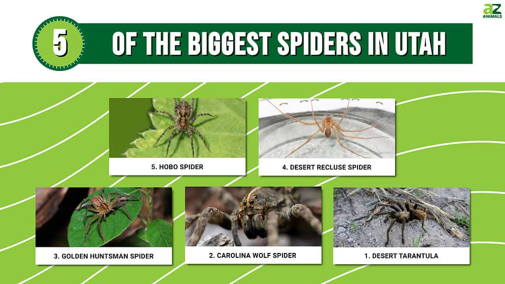 Infographic showing five of the largest spiders in Utah.