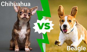 Cutest Dogs in the World: Chihuahua Vs. Beagle Picture