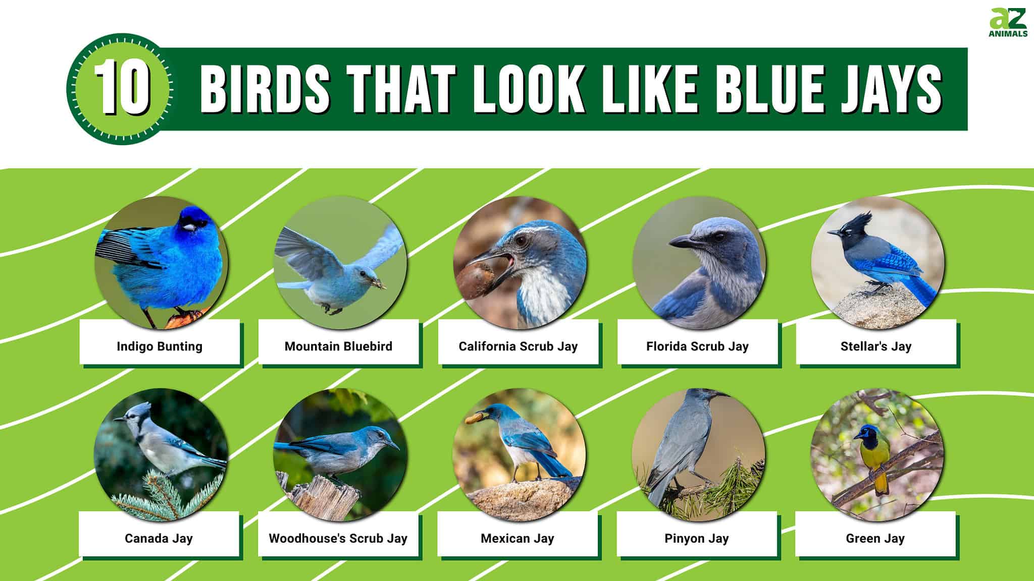 10 Birds That Look Like Blue Jays (And How to Spot the Difference) - A ...