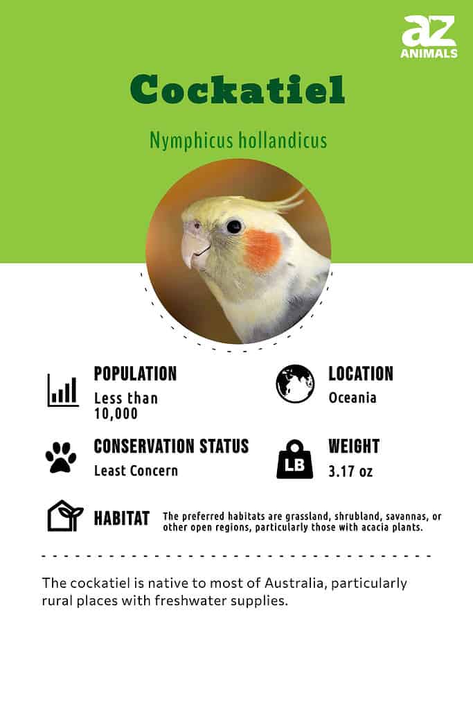 The cockatiel is native to most of Australia, particularly rural places with freshwater supplies.