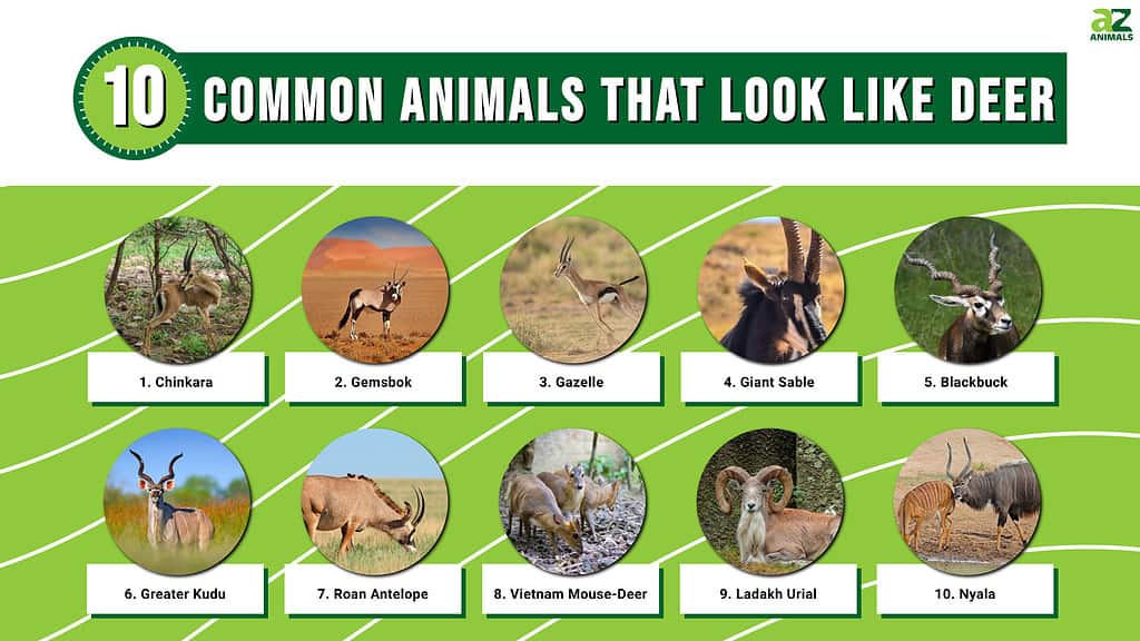 Infographic about Common Animals That Look Like Deer