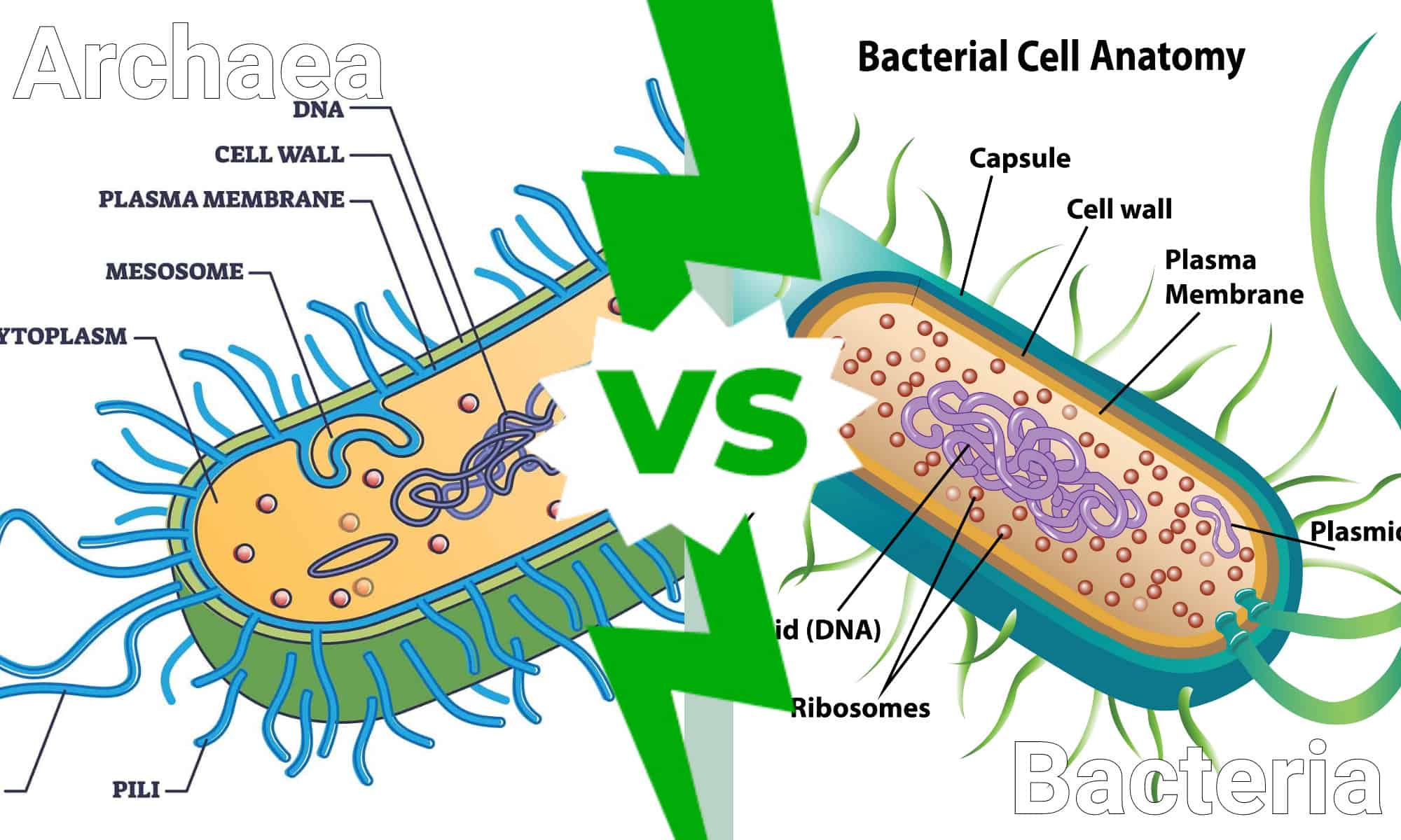 archaeal cells vs bacterial cells