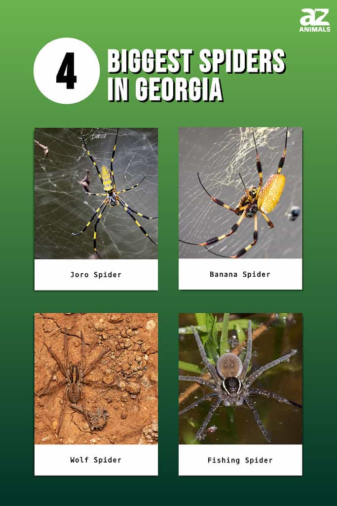 Infographic showing four of the biggest spiders in Georgia.