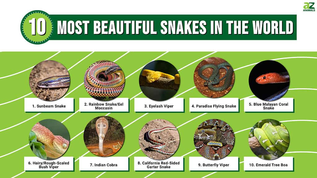 beautiful snakes - Google Search  Répteis, Belas cobras, Serpente