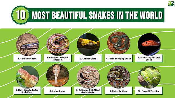 10 Most Beautiful Snakes In The World - A-Z Animals