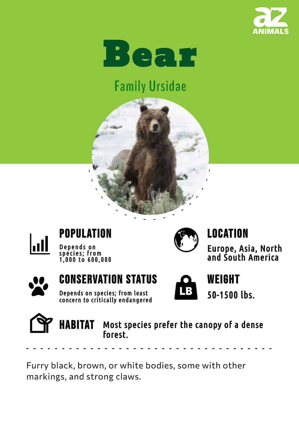 Bear, Types, Habitat, & Facts