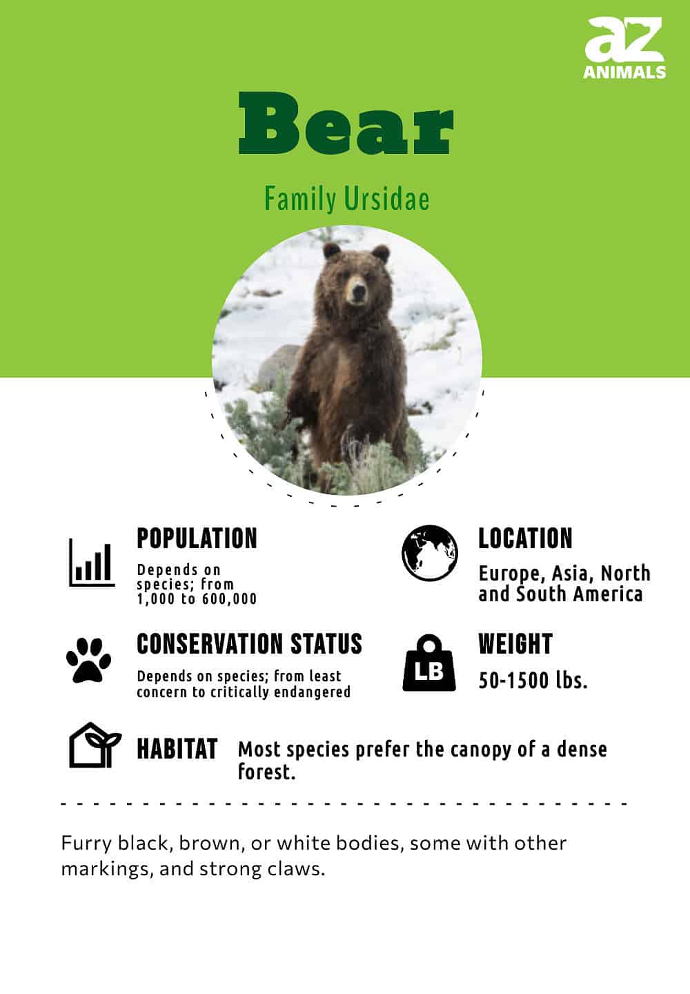 Bear, Types, Habitat, & Facts, bear 