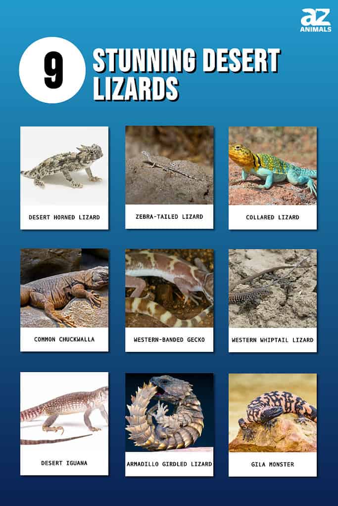 This infographic shows nine stunning desert lizards.