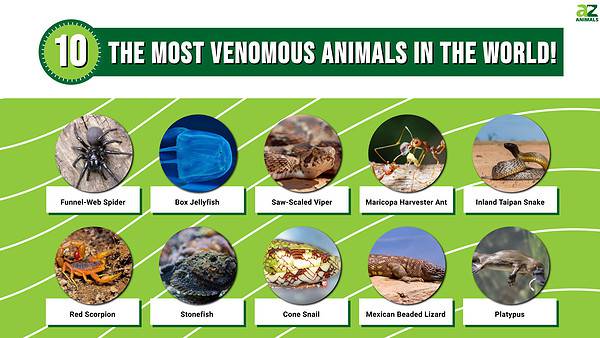 The 10 Most Venomous Animals In The World A Z Animals