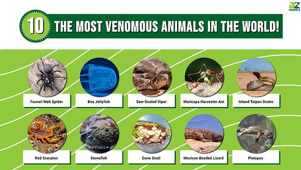 The 10 Most Venomous Animals In The World! - A-Z Animals