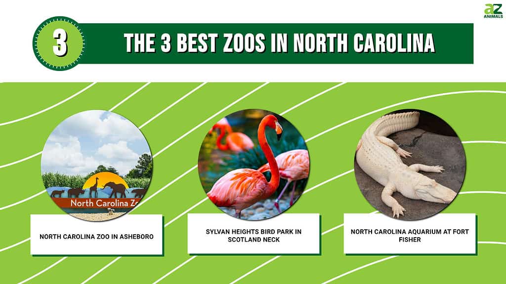 Discover the 3 Best Zoos in North Carolina (And the Ideal Time to Visit