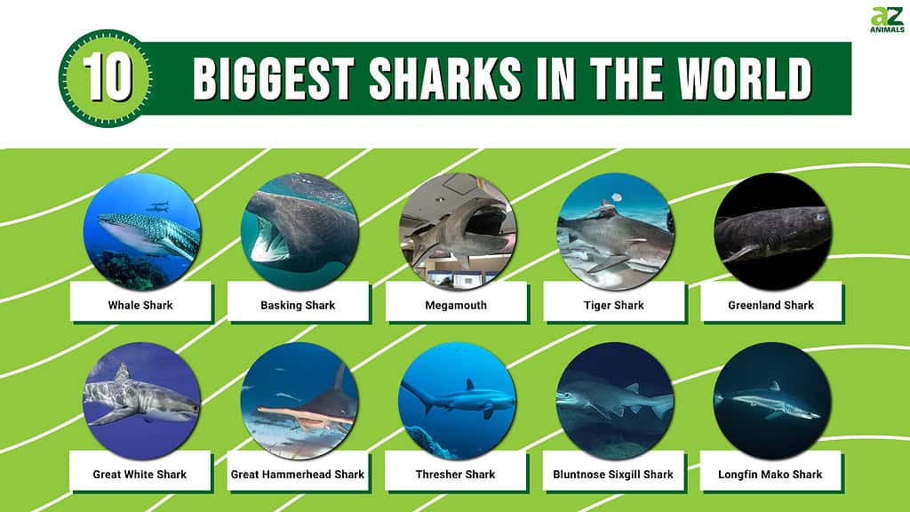 Infographic of the 10 Biggest Sharks in the World