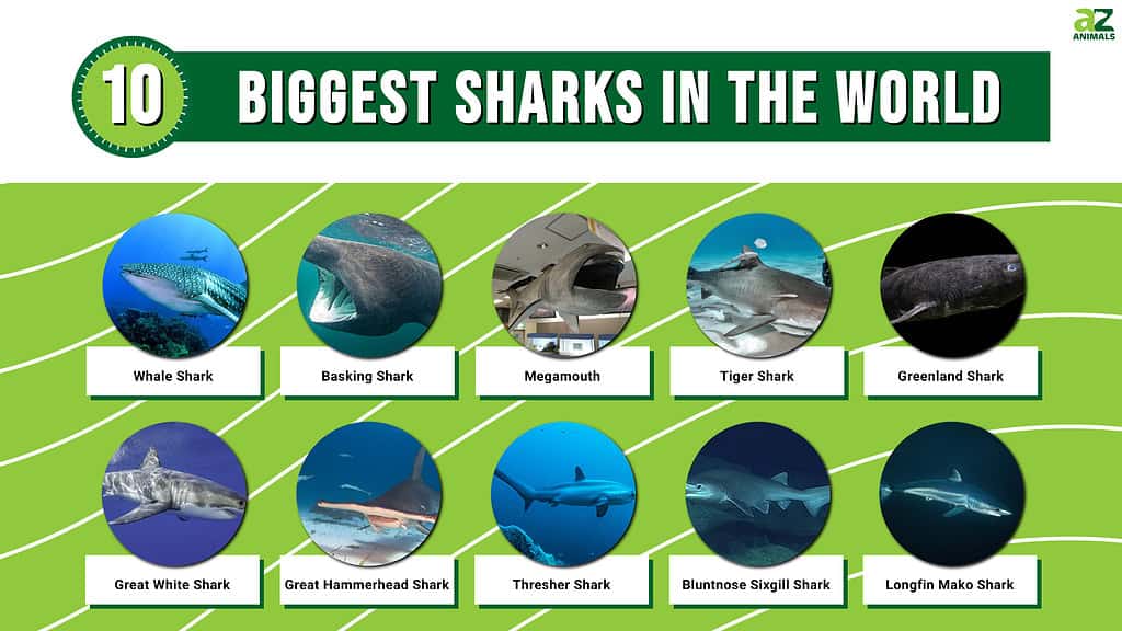 10 Biggest Sharks in the World