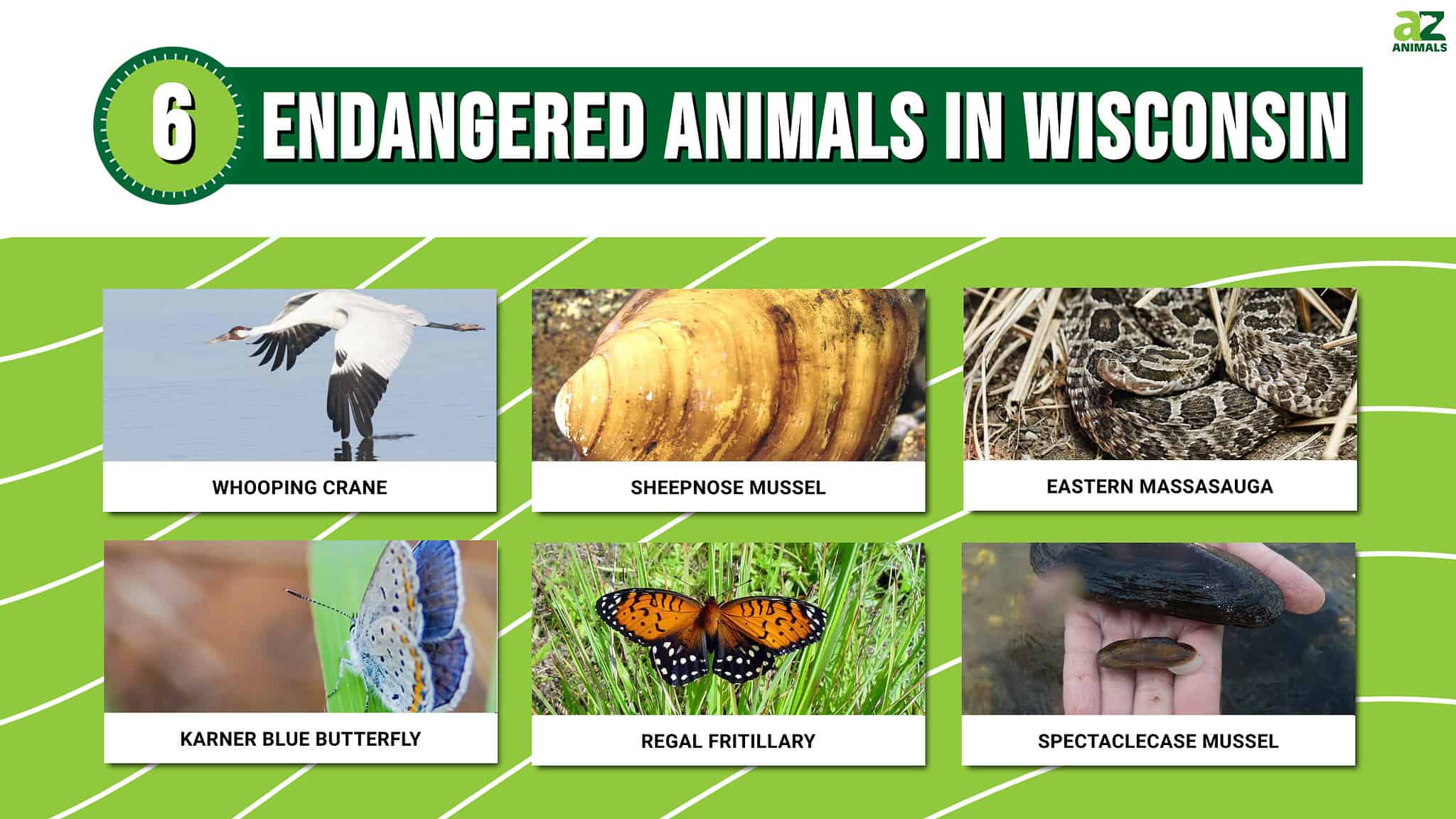 6 Amazing Animals That Are Endangered And Living In Wisconsin - A-Z Animals