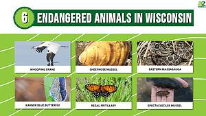 6 Amazing Animals That Are Endangered And Living In Wisconsin - A-Z Animals