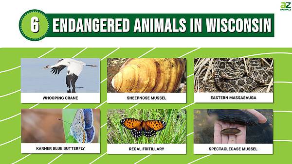 6 Amazing Animals That Are Endangered And Living In Wisconsin - A-z Animals