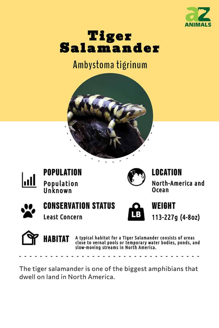 Tiger Salamander Animal Facts | Ambystoma tigrinum - A-Z Animals