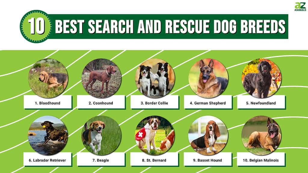 The 10 Best Search And Rescue Dog Breeds - A-Z Animals