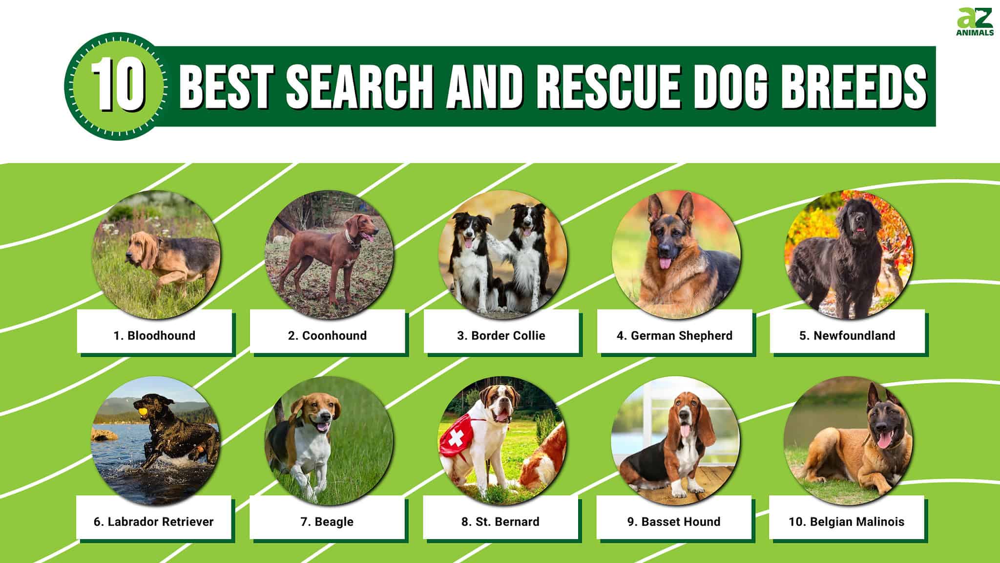 The 10 Best Search And Rescue Dog Breeds - A-Z Animals