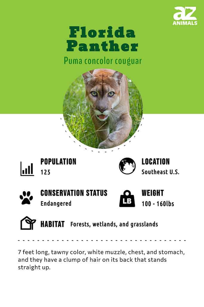Florida Panther Animal Facts  Puma concolor couguar - A-Z Animals