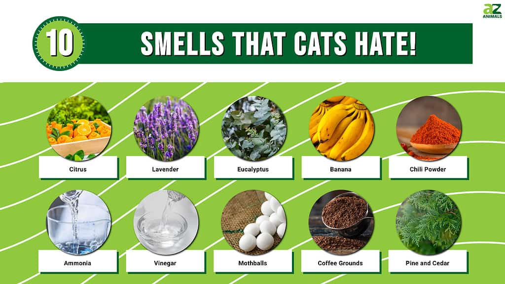 Smells That Cats Hate Infographic
