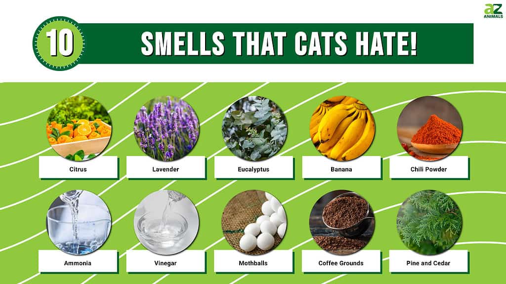 Discover 10 Smells That Cats Absolutely Hate A Z Animals