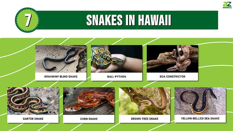 7 Snakes in Hawaii (All are Invasive!) - A-Z Animals