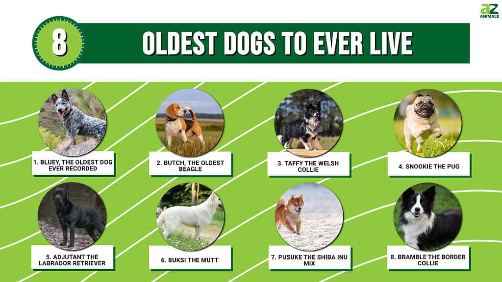Infographic of the 8 oldest dogs to live.