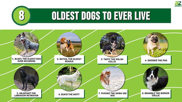 The Top 8 Oldest Dogs Ever - A-Z Animals