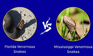 Florida vs. Mississippi: Which State Has More Venomous Snakes? Picture