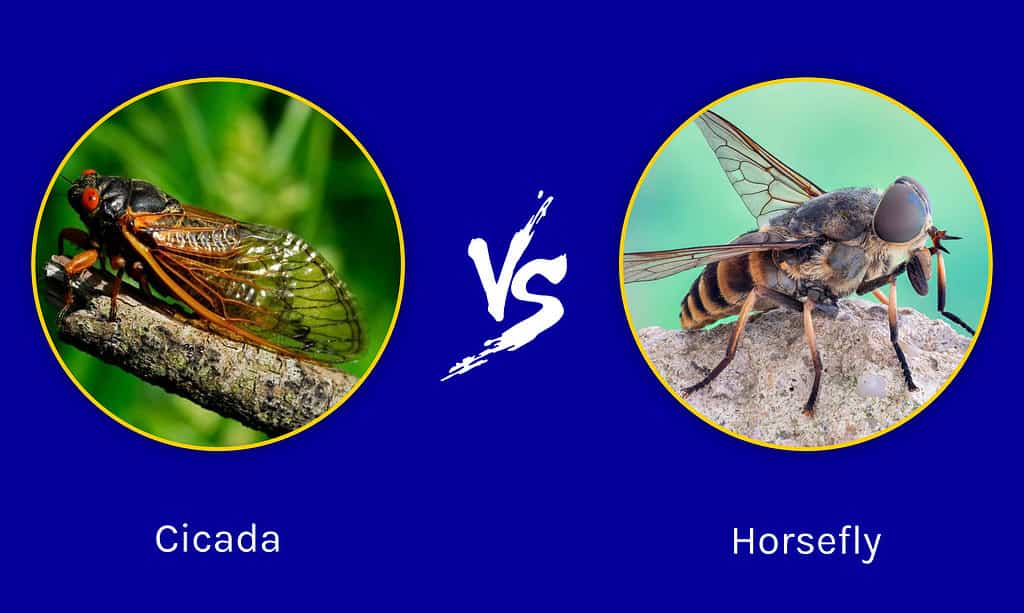 Cicada vs. Horsefly