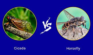 Cicada vs. Horsefly Picture