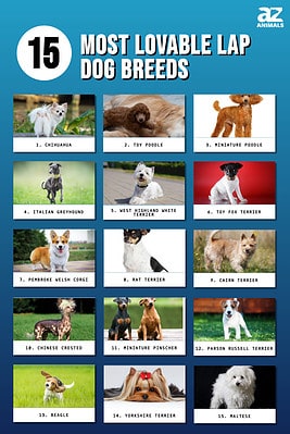 15 Most Lovable Lap Dog Breeds - A-Z Animals