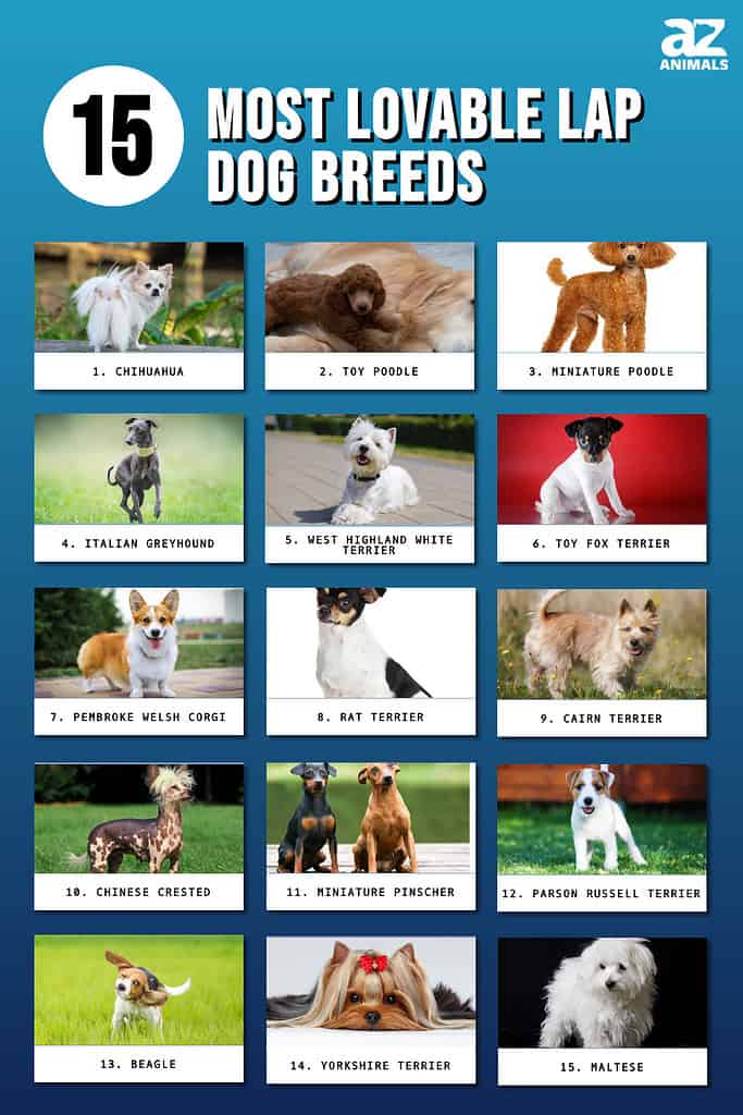 Most affectionate small dog breeds hotsell