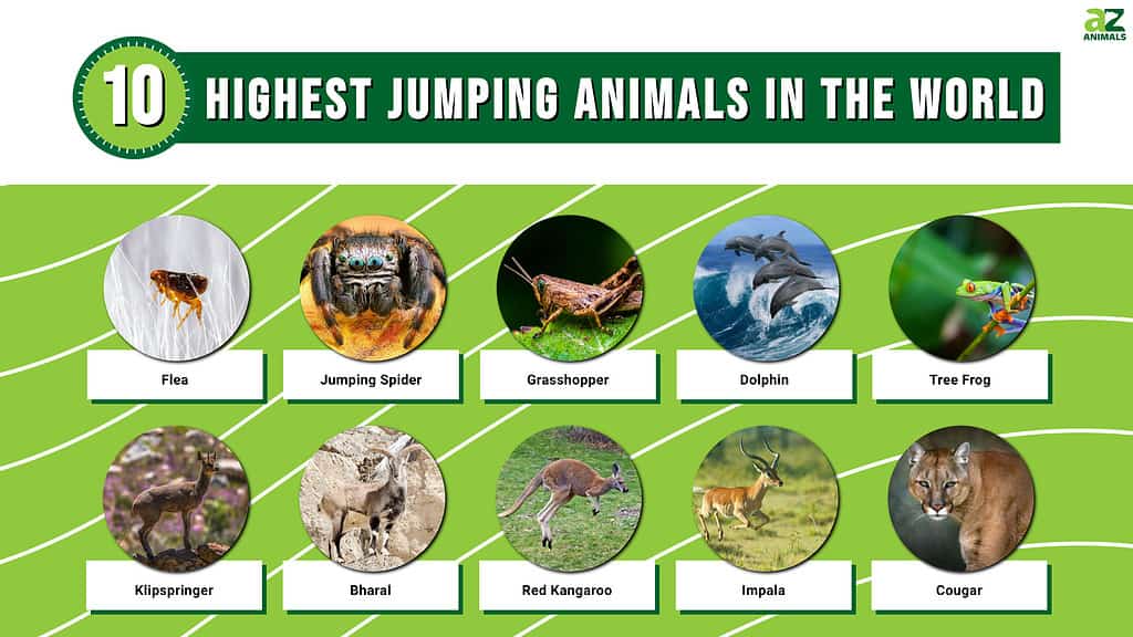 Infographic of 10 Highest Jumping Animals in the World