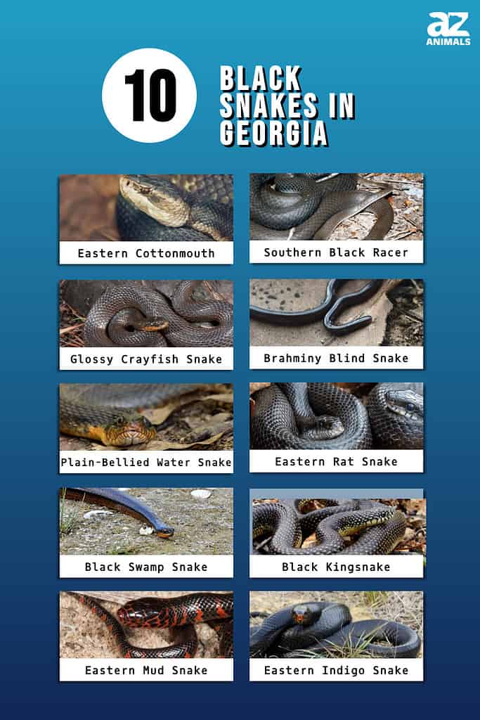 Infographic showing ten black snakes that live in Georgia.