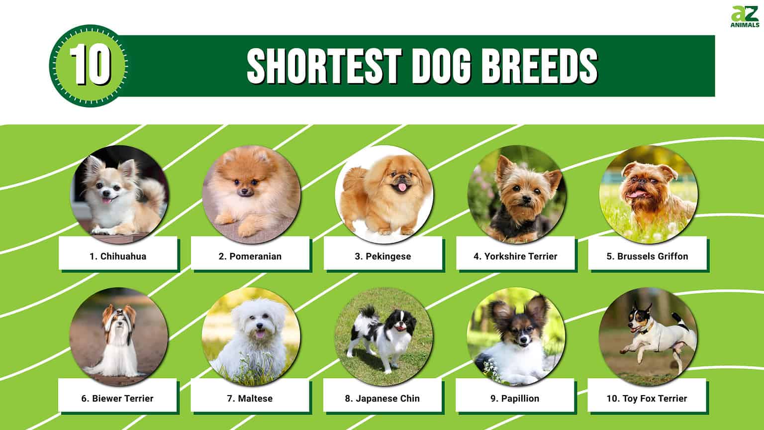 10 of the Shortest Dog Breeds - A-Z Animals